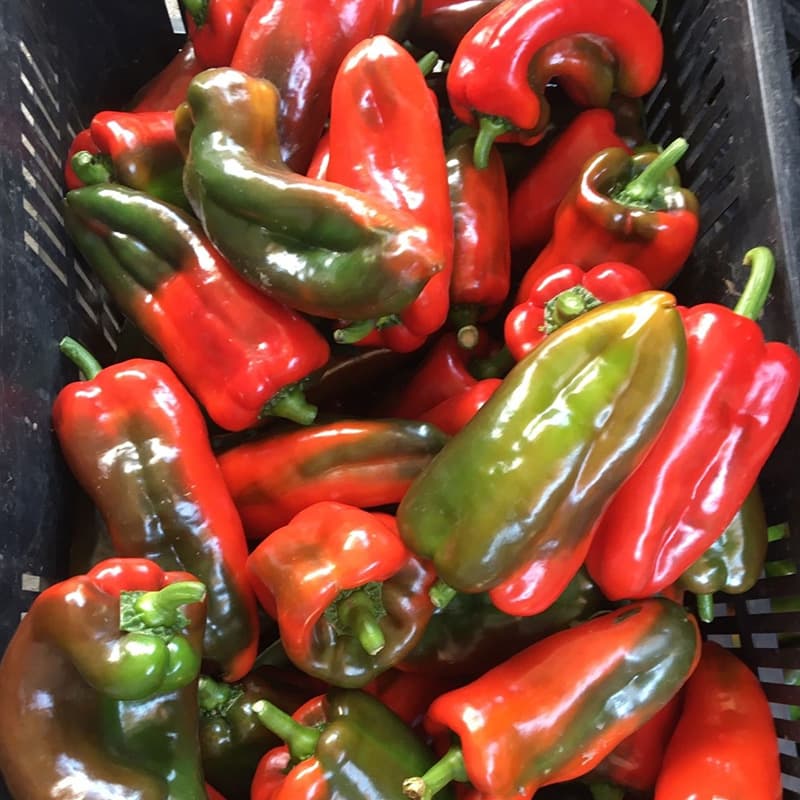 images/1660808272935clasificadora de pimientos.jpg